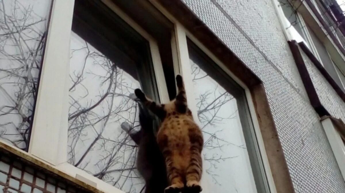 Кот застрял в окне. Коты застревают в окнах. Коты в окне. Кошка застряла в окне.