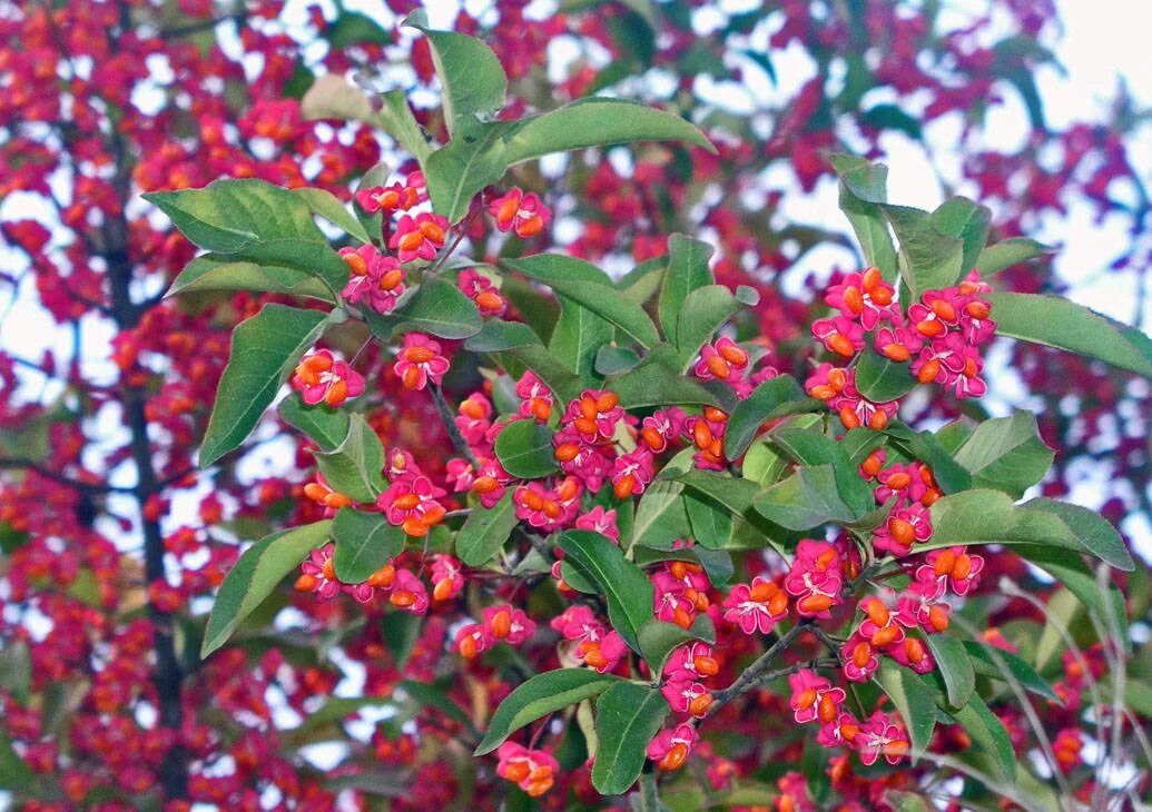 Как цветет бересклет. Бересклет сахалинский euonymus sachalinensis. бересклет максимовича. бересклет европейский бородавчатый.