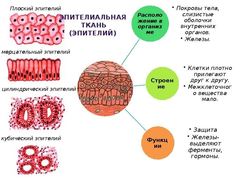 Какие функции эпителии. Эпителиальная ткань системы органов. строение эпителиальной клетки. эпителий ткань биология 7 класс. плоский эпителий функции.