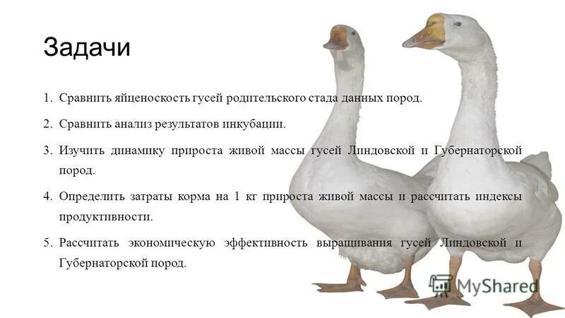 вес гусей породы линда в 2 месяца. ландская порода гусей вес. породы гусей с названиями. какой вес у гуся. какой вес у гуся.