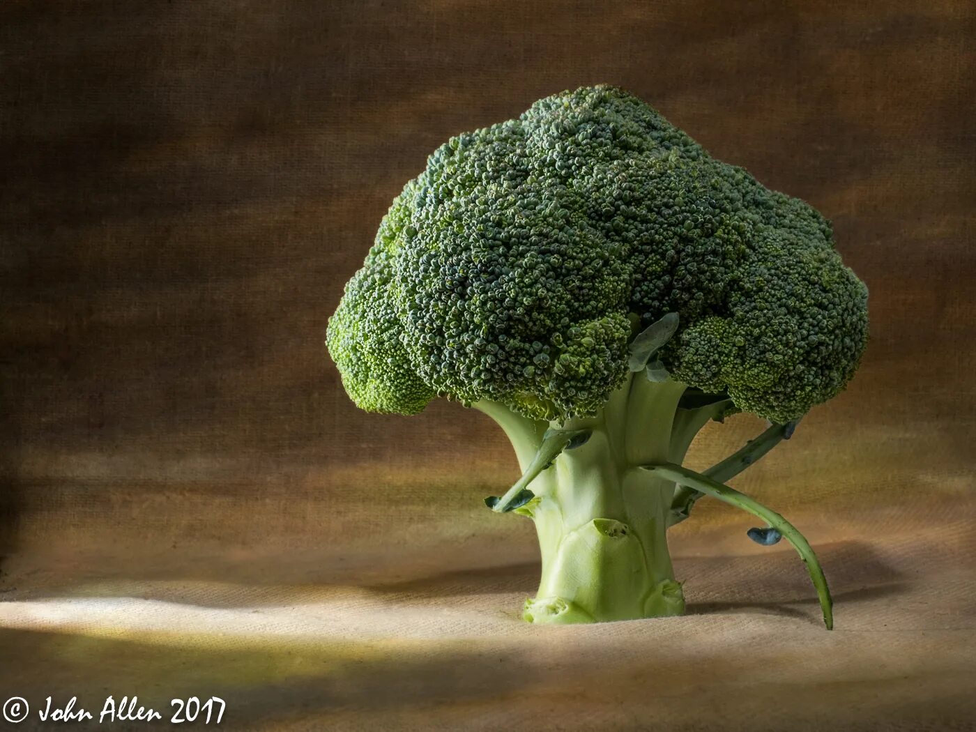 Ива брокколи дерево. Брокколи (Broccoli) ПВЗ. Брокколи альбинос. Дикий брокколи фриареллит.