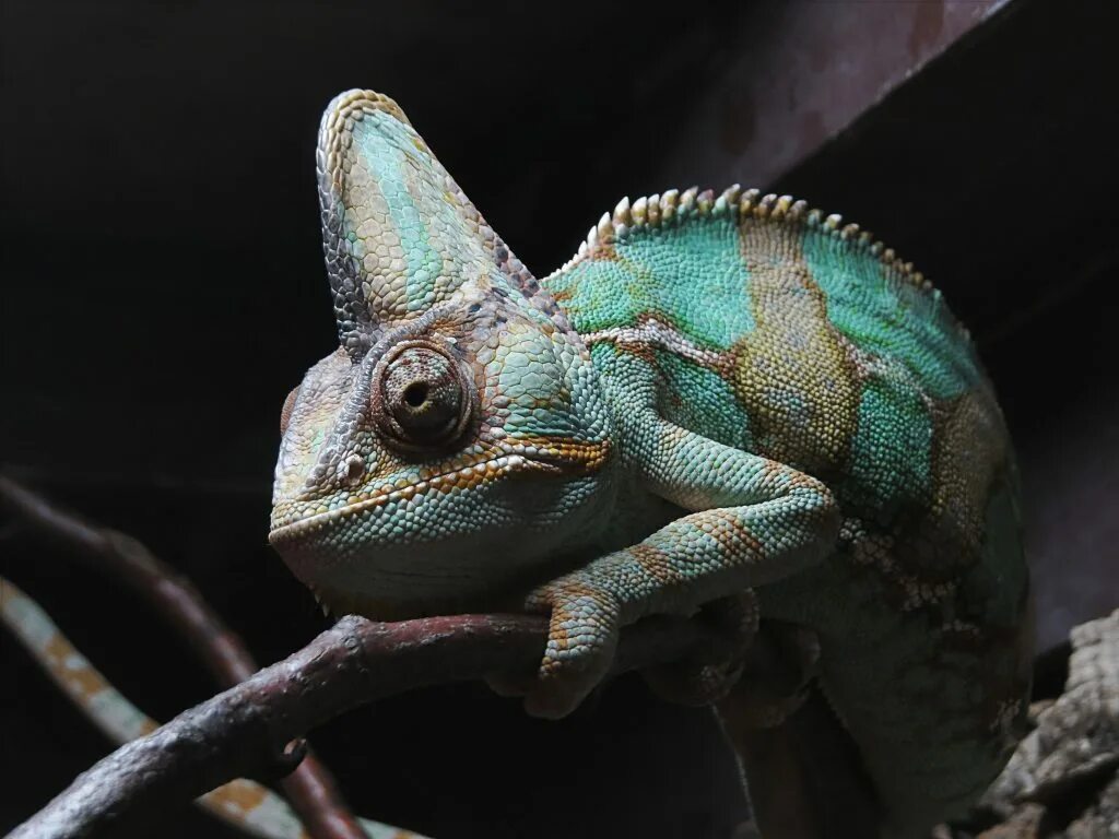 Chameleon перевод. Хамелеон Глобифер. Австралийский толстохвостый геккон. Пресмыкающиеся хамелеон. Пантерный хамелеон.