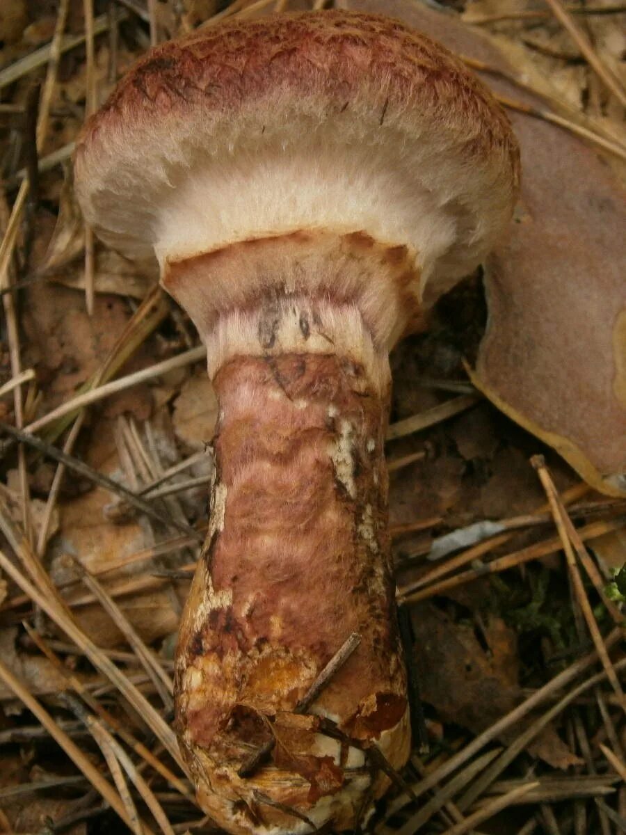 Маслёнок трентийский (Suillus tridentinus). Suillus pictus. Гриб паутинник чешуйчатый. Бурый пластинчатый гриб. Масленок пластинчатый гриб