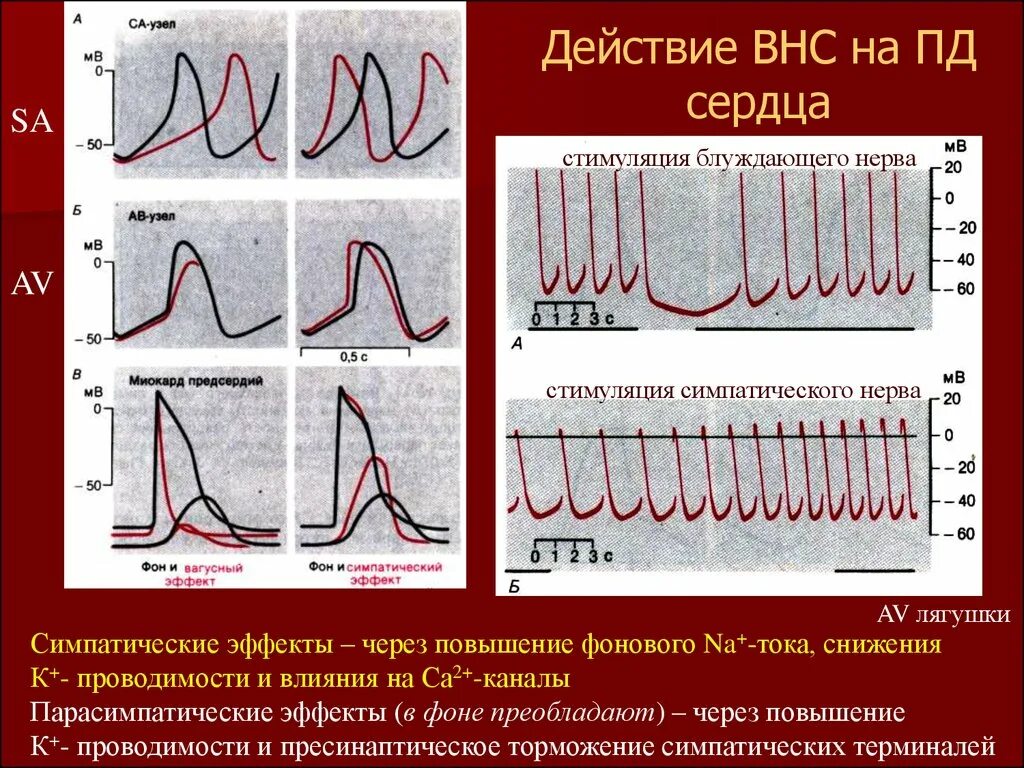 Стимулятор блуждающего нерва. Эффекты вегетативной нервной системы на сердце. Влияние блуждающего нерва на сердечную деятельность. Стимуляция блуждающего нерва эффекты. Воздействие возбуждения блуждающего нерва на сердечную деятельность.