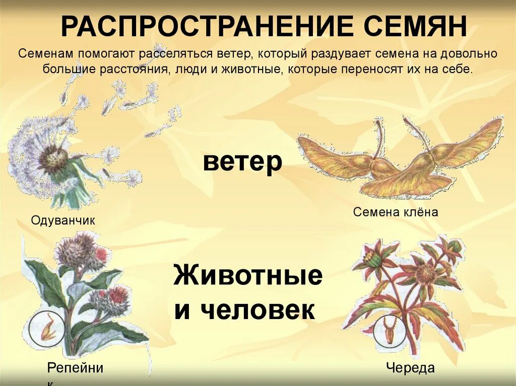 Распространение семян ветром и животными. Растения которые распространяются ветром. Распространение плодов и семян животными. Распространение плодов и семян ветром. Растения семена которых распространяются ветром.