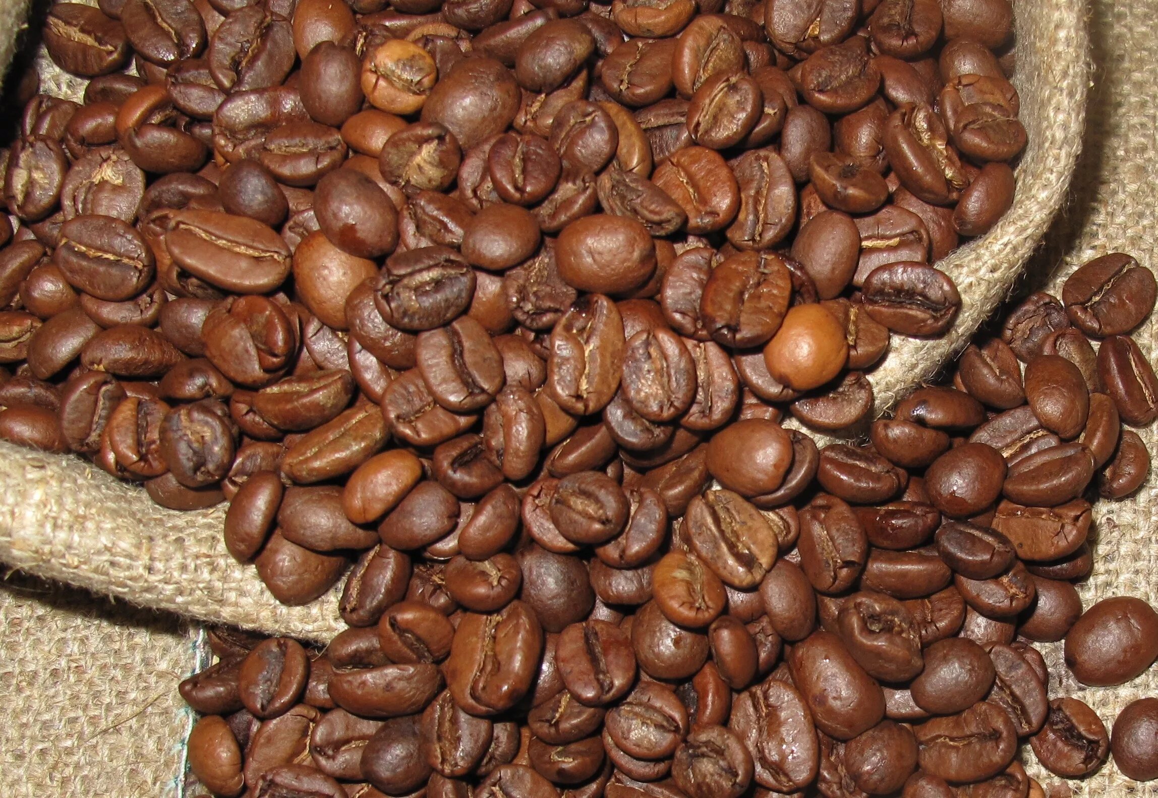 Кофе это фрукт. Кофе Аравийский Арабика. Coffea Arabica /кофе Арабика. Арабика и Робуста дерево. Кофейные деревья Арабика и Робуста.