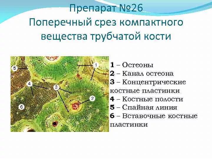 Пластинчатая костная ткань поперечный срез трубчатой кости. Тонковолокнистая пластинчатая костная ткань. Пластинчатая костная ткань диафиза. Пластинчатая костная ткань поперечный срез диафиза.