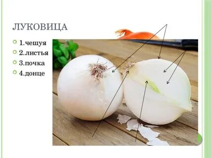 Чешуйчатые луковицы