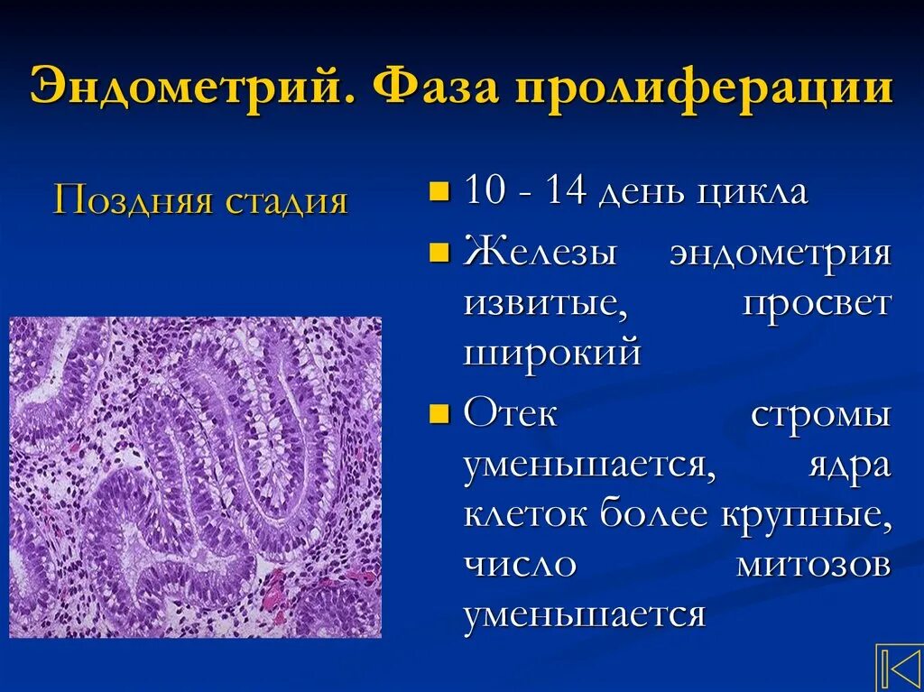 Эндометрия ранней фазы. Эндометрий фазы пролиферации гистология. Эндометрий в стадии поздней пролиферации. Эндометрий поздней стадии фазы пролиферации гистология. Пролиферация эндометрия гистология.