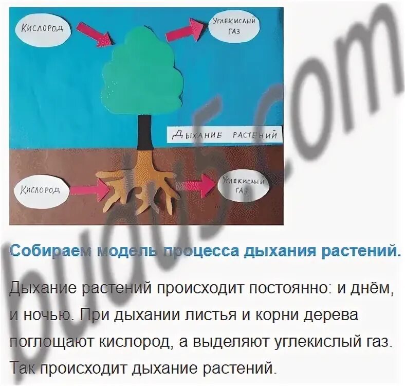 Картинки дыхание и питание растений - Profhobby.ru