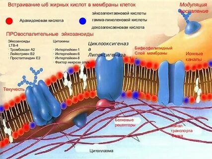 Кислоты мембраны