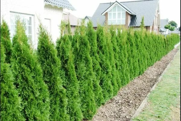 Pin de Fireplze en Garten Jardines, Cipreses, Plantas