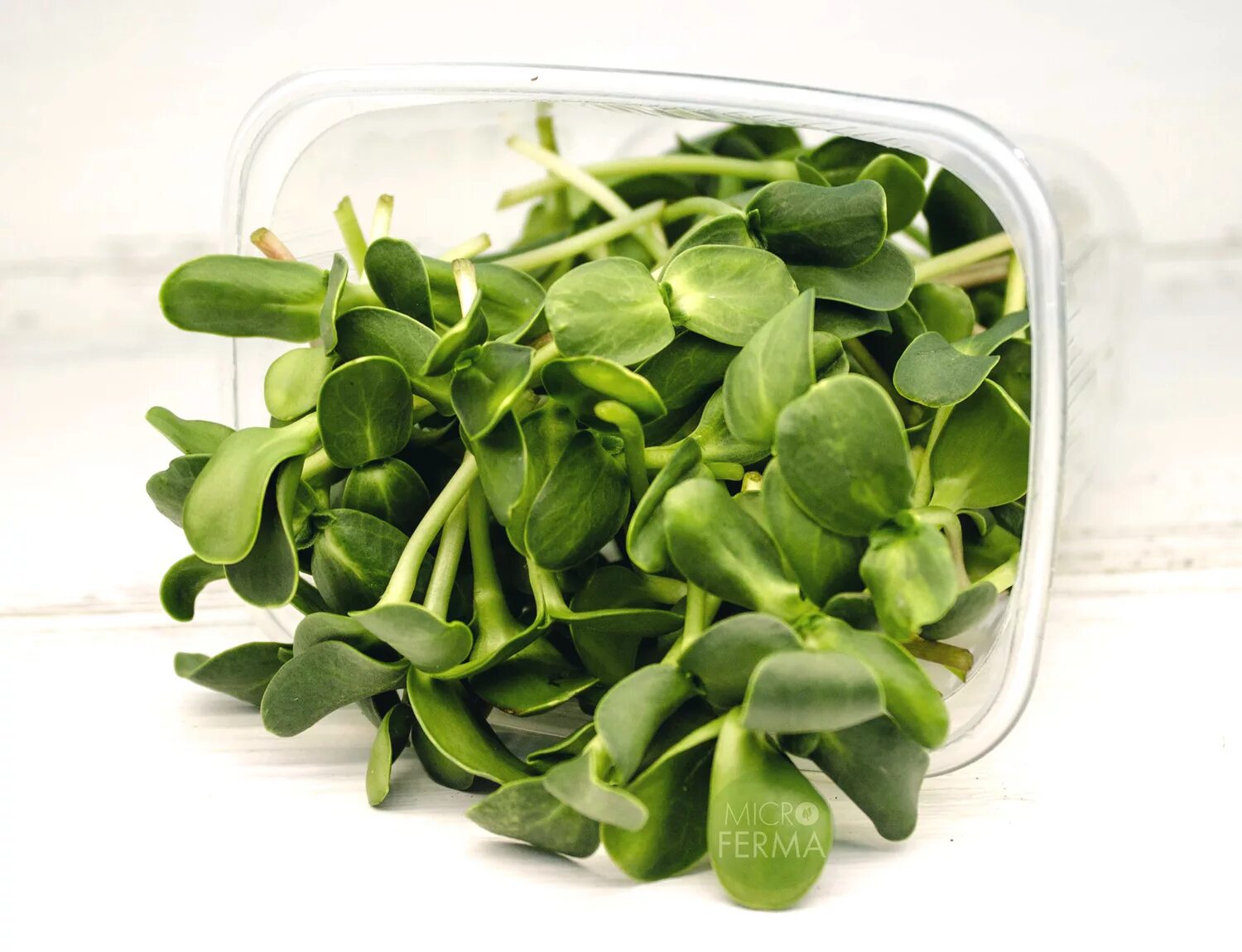 Проростки микрозелень. Микрозелень брокколи. Микрозелень росток. Микрозелень клевер. Брокколи калабрезе микрозелень.