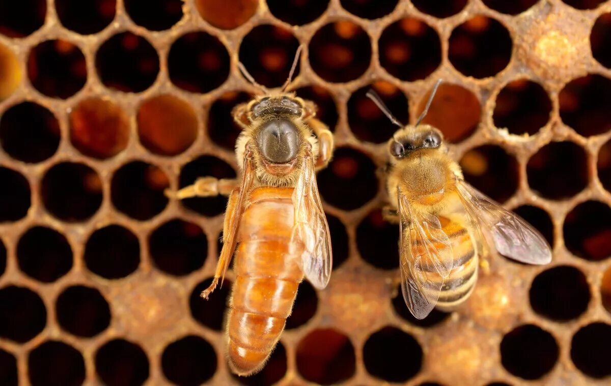 Как можно стать пчелой. Пчела трутовка. Пчелиная Королева матка. Пчела и матка пчелы. Пчелиная матка и пчела.