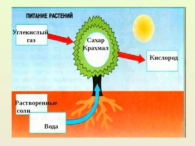 Питание растений. Схема питания растений. Углекислого газа растения. Поглощение кислорода и выделение углекислого газа.