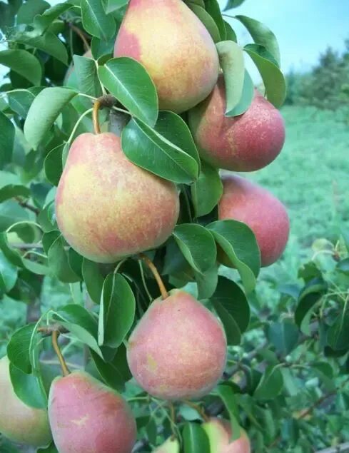 Самарская груша описание сорта