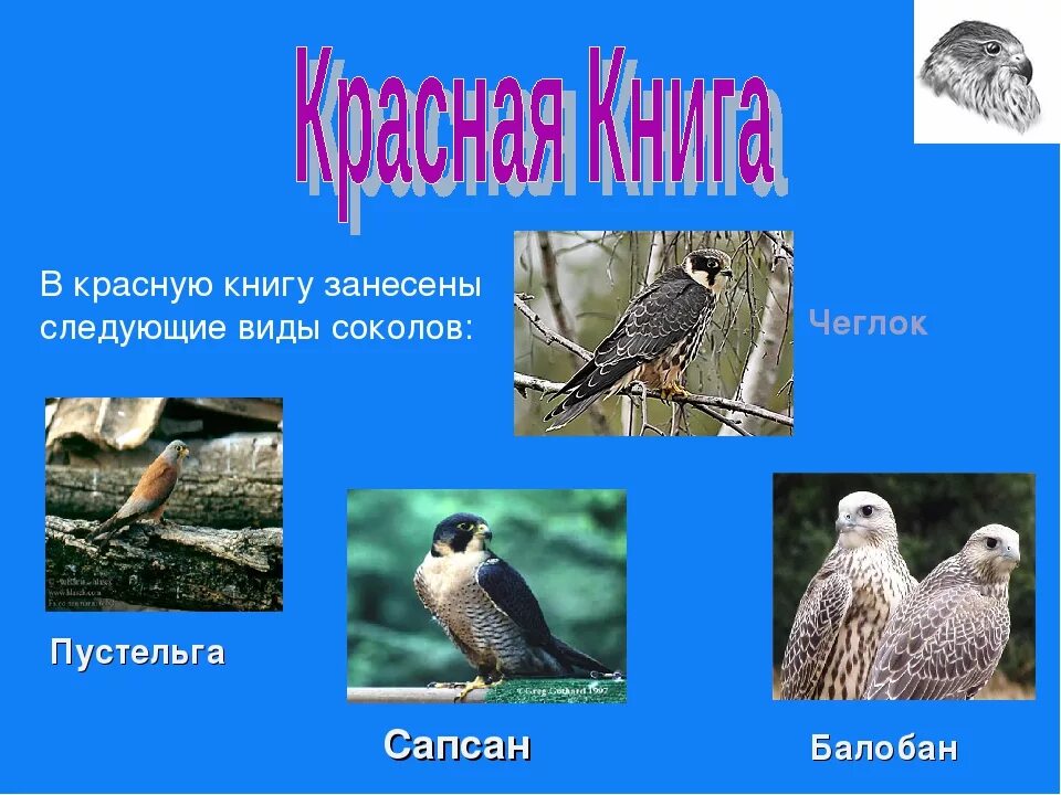 Список птиц занесенных в красную книгу. Птицы красной книги. птички в красной книге. птицы занесенные в красную. птицы занесенные в красную книгу россии.