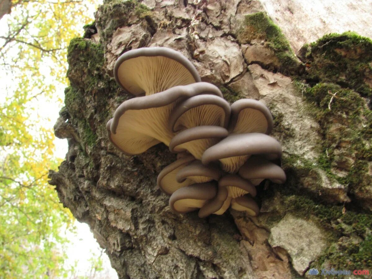 Вёшенка устричная (Pleurotus ostreatus). Грибы вешенки. Вёшенка обыкновенная съедобные грибы. Вешенка гриб съедобный. Под вешенки