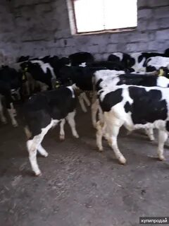 Корову самарская область