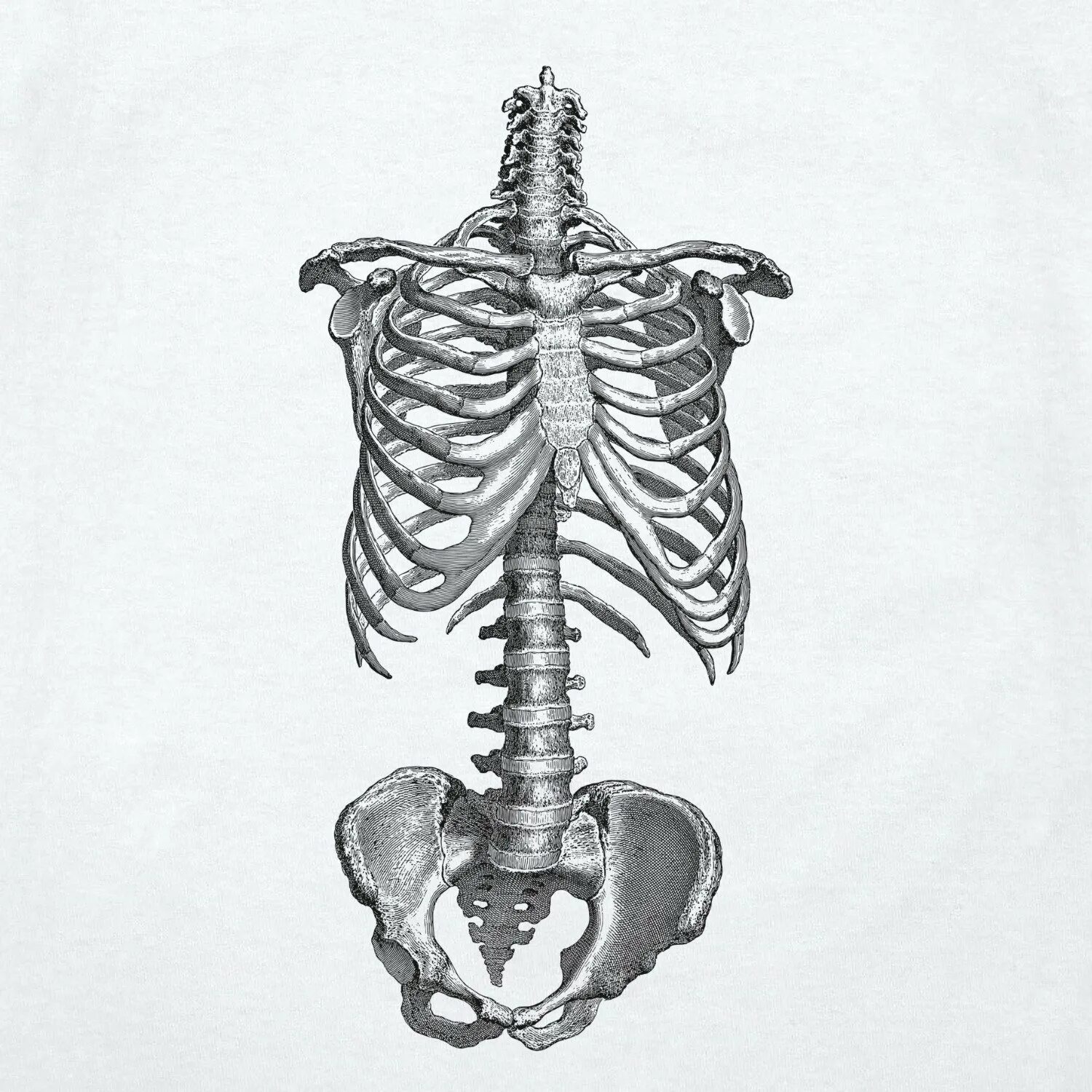 Анатомия скелет грудная клетка и таз. Баммес грудная клетка и таз. Кости туловища анатомия. Скелет Хаги ваги. Скелет человека спина