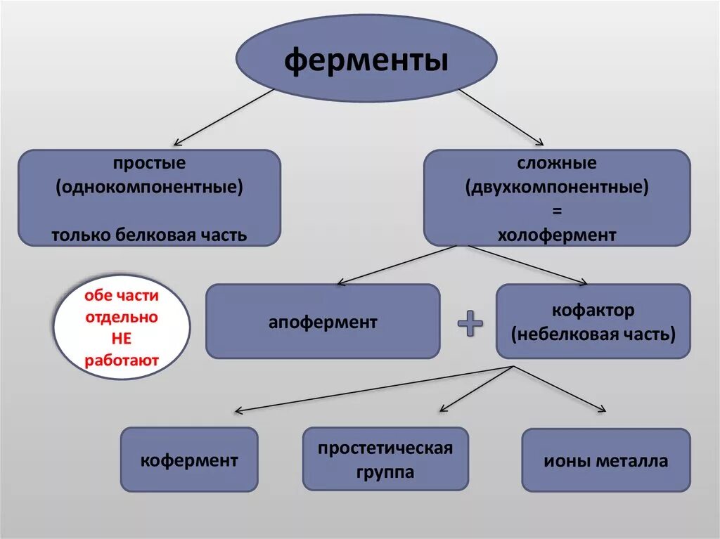 Фермент кожи. Ферменты однокомпонентные и двухкомпонентные. Однокомпонентные ферменты. Простые и сложные ферменты. Простые ферменты примеры.