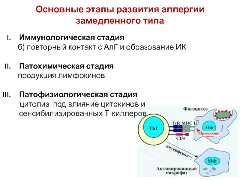 Основа аллергии. Основа аллергии