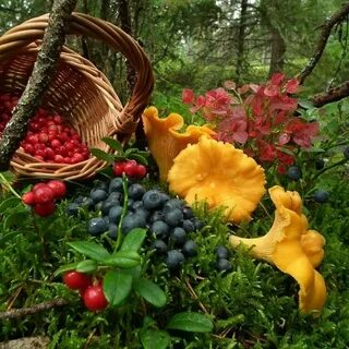 Ягод в конце лета