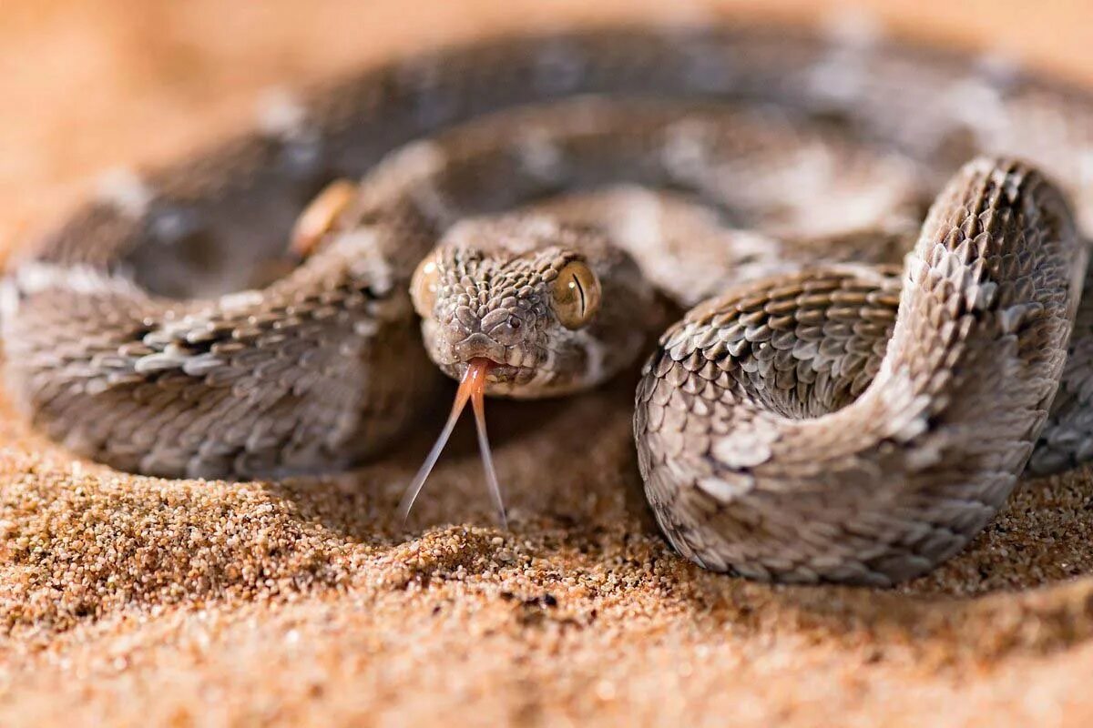 Пустынная гадюка земляная змея. Песчаная Эфа альбинос. Песчаная гадюка. Ядовитая змея Песчаная Эфа. Эфа Песчаная Среднеазиатская.