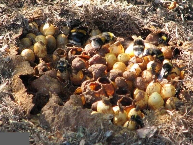 Где живут шмели в природе. Гнездо шмеля в земле. Шмелиное гнездо. Шмелиный Рой. Шмелиное гнездо в земле.