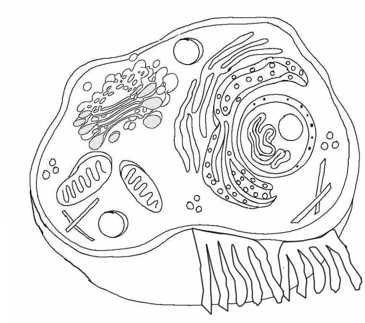 Эукариотическая клетка рисунок. Эукариотическая клетка черно белая. Строение клетки 5 класс биология черно белое. Строение животной клетки черно белый рисунок. Строение клеток рисунок 5 класс