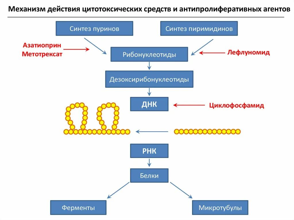 Цитостатики механизм действия схема. Метотрексат механизм действия биохимия. Схема действия метотрексата. Азатиоприн механизм действия побочные эффекты. Цитотоксические препараты