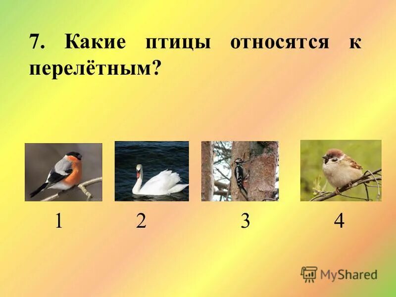 группы птиц. классификация килегрудых птиц. экологическая группа птицы леса. окружающий мир мир птиц. птицы относится к группе животных.