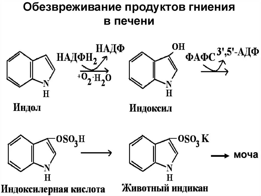 Обезвреживаются яды под действием ферментов печени. Реакции гниения и обезвреживания продуктов гниения в печени. Обезвреживание фенола крезола индола. Реакция обезвреживания продуктов гниения белков. Реакция обезвреживания индола в печени.