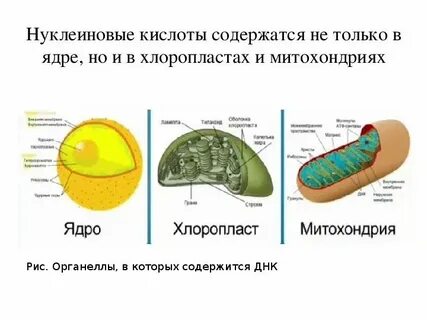Отсутствует оформленное ядро тип клеток