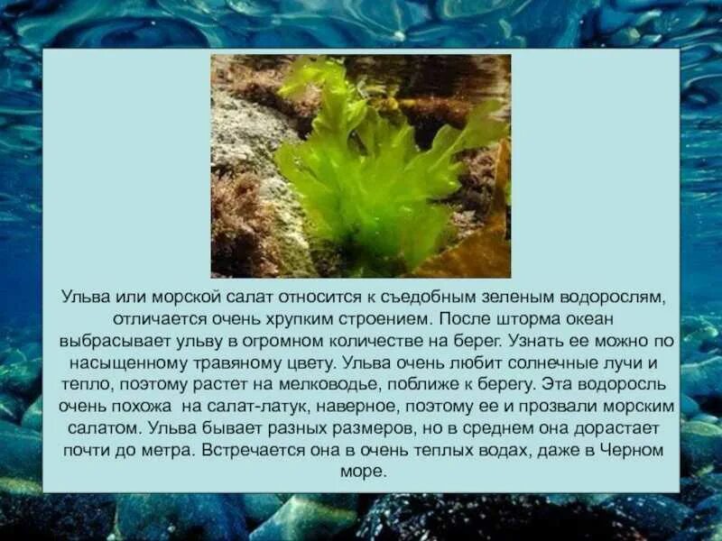 Подготовить сообщение водоросли. Зеленые водоросли Ульва. Ульва и ламинария. Фукус Ульва. Ульва Черноморская.