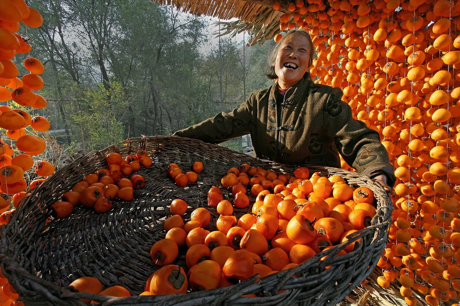 На дереве висят мандарины сначала. Хурма персимон. Хурма Королек Узбекистан. Много хурмы. Мандариновая плантация.