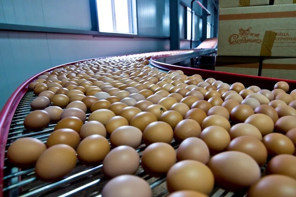 Продуктивность яиц. Яичное птицеводство. фабрика яиц. яйца на птицефабрике. завод куриных яиц.
