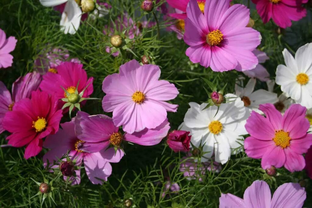 Космея - Поиск в Google Flowers, Plants, Garden