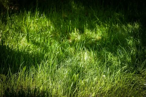 Grass трава
