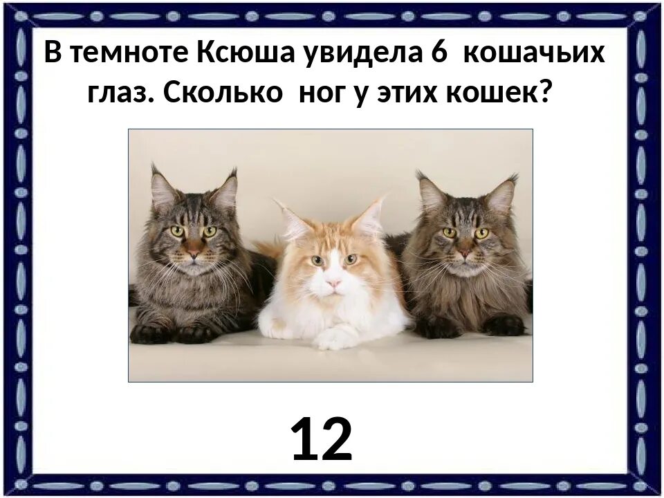 Почему кошка долго смотрит в глаза. Кошке сколько кошке 4. можно ли смотреть кошкам в глаза. карточка 6 кошек.