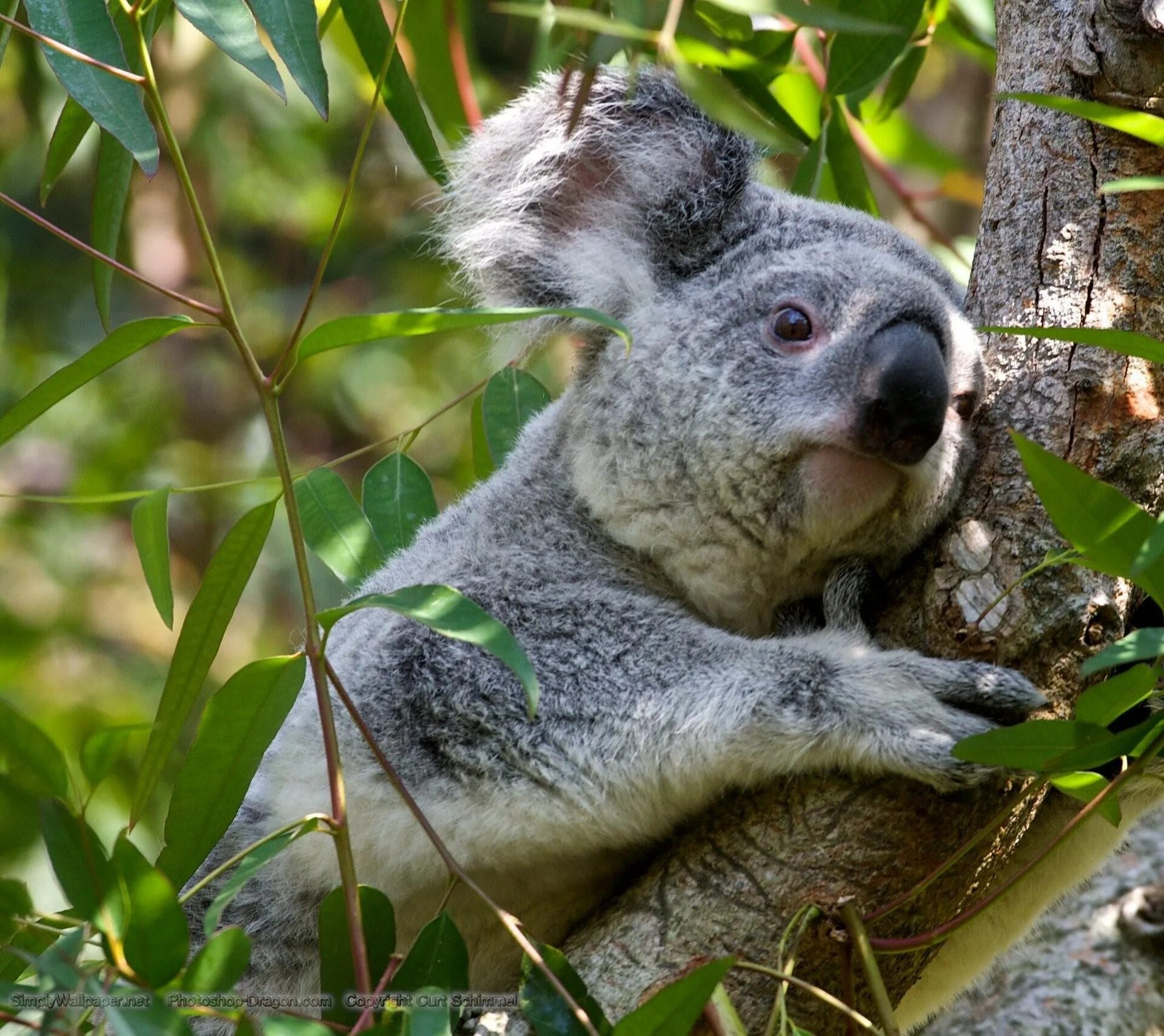 Изображение коал. Коала. Коала отряд. Морская коала. Коала зверек.