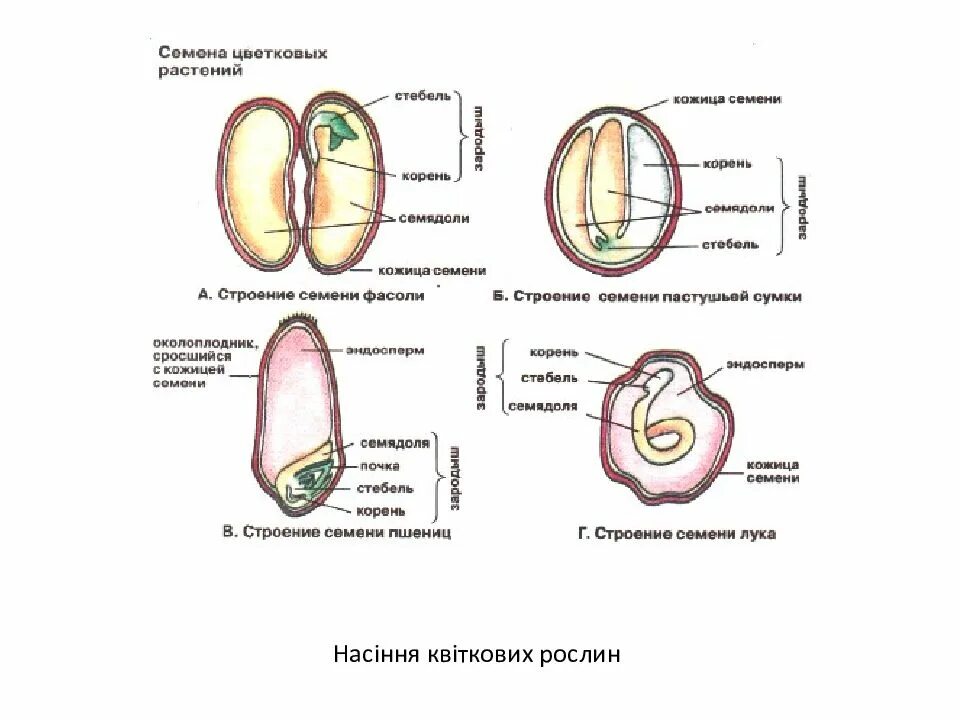 Строение семени перца. Схема внутреннего строения семени томата. Строение семени фасоль пшеница лук. Внутренне строение семени фасоли.