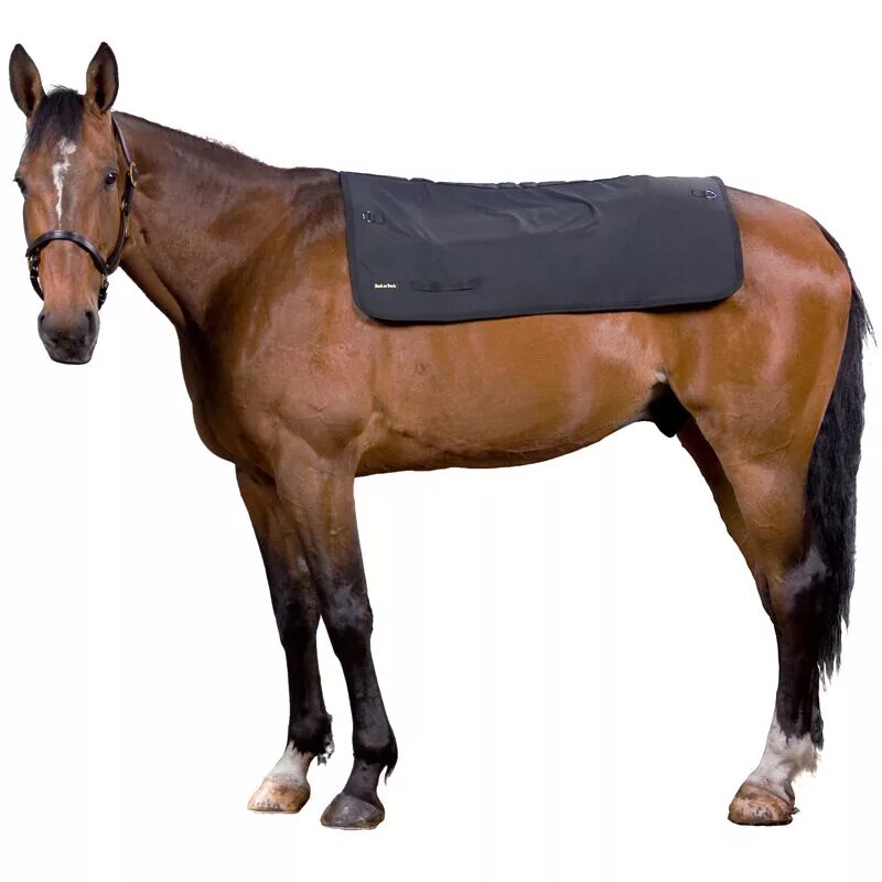 красивая конная амуниция. шамбон конный. Leather horses reins. скаковая амуниция. Horse cord.