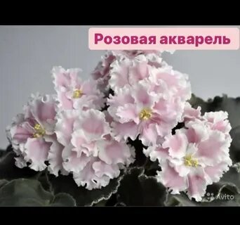 Ле ев