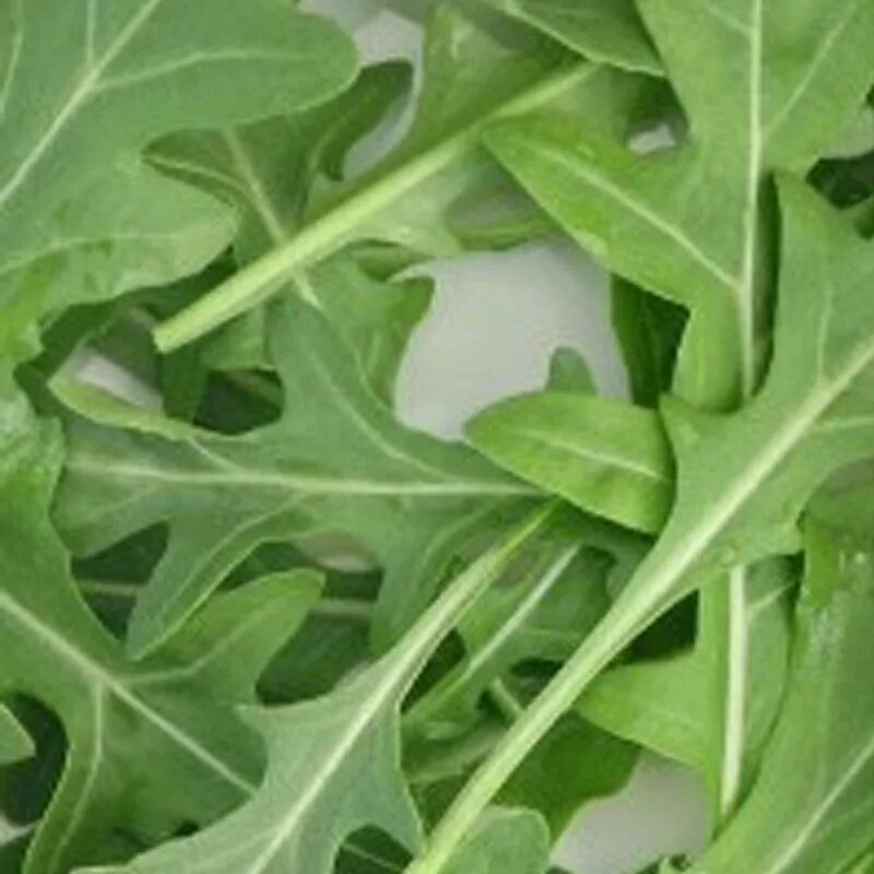 Грация сорт. Грация сорт. Капуста дочка f1. Смородина сорт грация. Роза спрей грация.