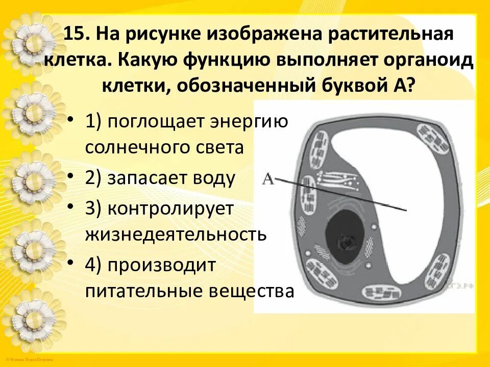 Органоид который контролирует жизнедеятельность растительной клетки. На рисунке изображена растительная клетка. Клетка растений ОГЭ. Растительная клетка ОГЭ. На рисунке изображена растительная клетка какую функцию.