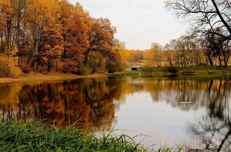 Спасское-лутовиново усадьба тургенева пруд. Парк в усадьбе спасское лутовиново. Тургеневский пруд. Тургеневский пруд. Спасское-лутовиново усадьба тургенева пруд.