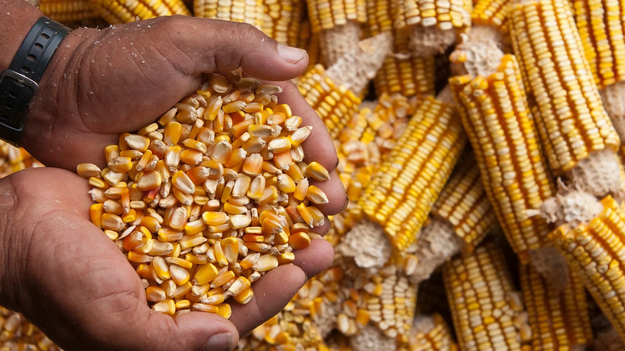 Замачивать ли семена кукурузы перед посадкой. ГМО-семена кукурузы. ГМО соя кукуруза рапс. Кукуруза (зерно). Кукурузные зерна.