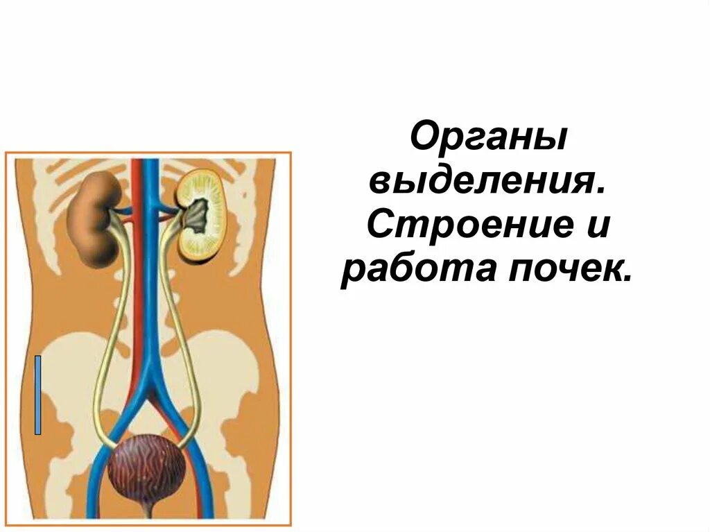 Выделительная система человека. Выделительные органы человека. Система выделения человека.