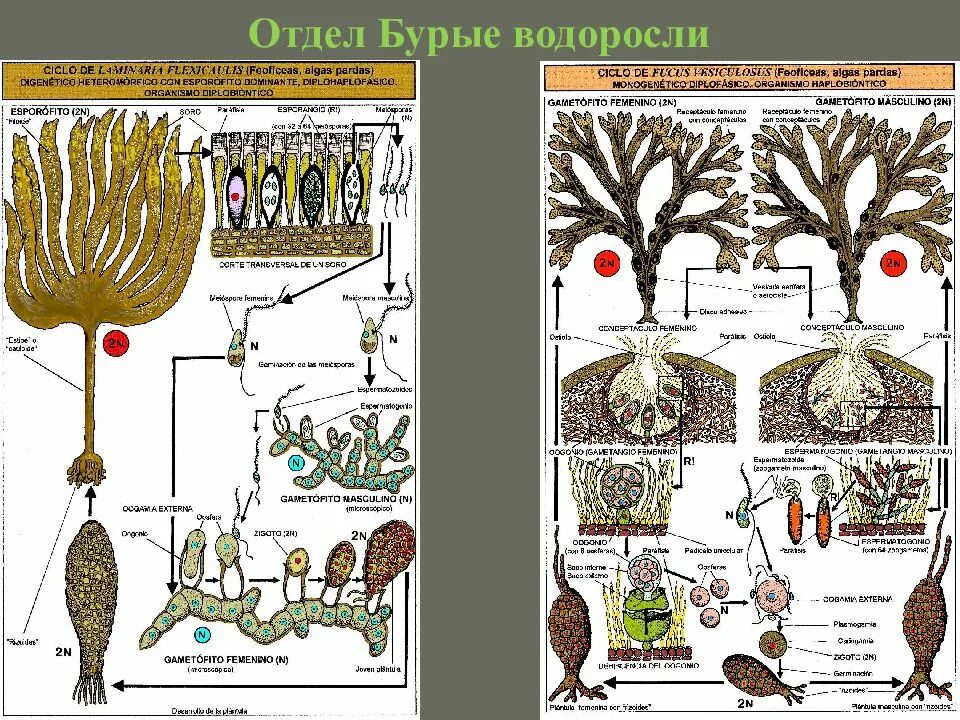 Классификация бурых водорослей. Отдел бурые водоросли. Систематика бурых водорослей. Отдел бурые водоросли классификация. Фукус отдел